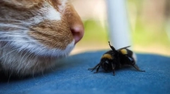 Mačke koje su pokušale sprijateljiti sa pčelama: kako im pomoći